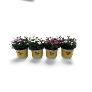 Pianta Dianthus Lucky Lips vaso 17 cm