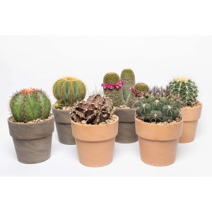 Vari cactus in vaso, forme e colori diversi.