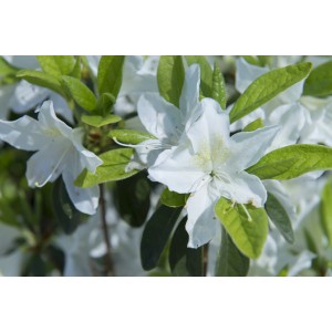 Primo piano di un'azalea bianca con foglie verdi.