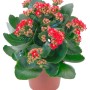 Calandiva Kalanchoe rossa in vaso, Kalanchoe blossfeldiana con fiori doppi rossi.