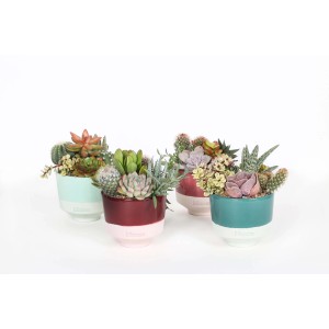 Vari cactus e piante grasse in vasi colorati.
