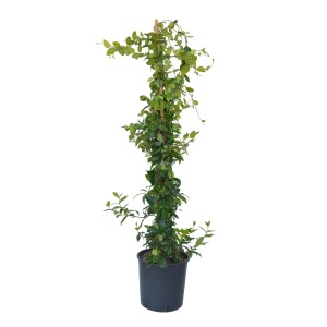 t.b.t. pianta rampicante in vaso, cresce su tutore.