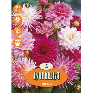 Mix di dalie decorative con fiori rosa per aiuole e bordure.