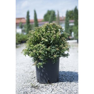 Spirea in vaso, foglie verdi e fiori delicati.