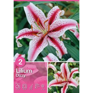 Giglio Dizzy, bianco con accenti rosa-rossi, un elegante fiore da bulbo per il giardino.