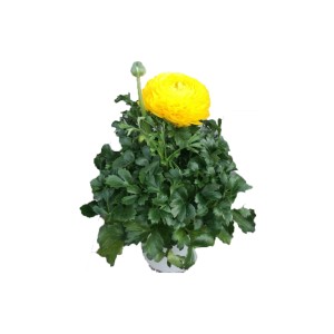 Ranuncolo giallo in vaso per balcone e terrazza.