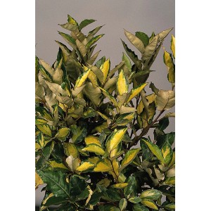 Arbusto di Eleagno variegato (t.b.t.) con foglie variegate verdi e gialle.