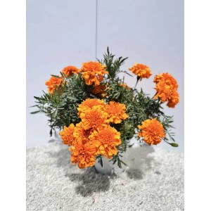 Calendule arancioni (Tagetes) in vaso, un'aggiunta decorativa per il giardino.
