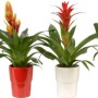 Mix di bromelie in vasi di ceramica colorati, ca. 13 cm Ø. Piante d'appartamento decorative con fiori colorati.