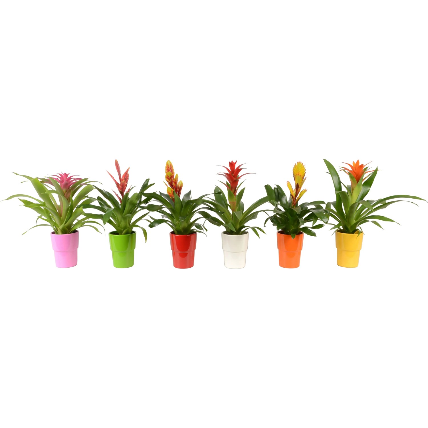 Mix di bromelie in vasi di ceramica colorati, ca. 13 cm Ø. Piante d'appartamento decorative con fiori colorati.