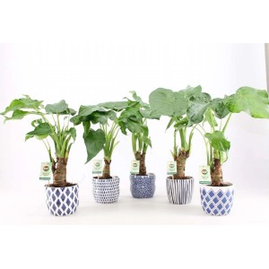 Diverse piante da interno t.b.t. in vasi blu decorativi.