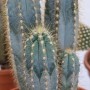 Cactus, una pianta grassa spinosa, in vaso.