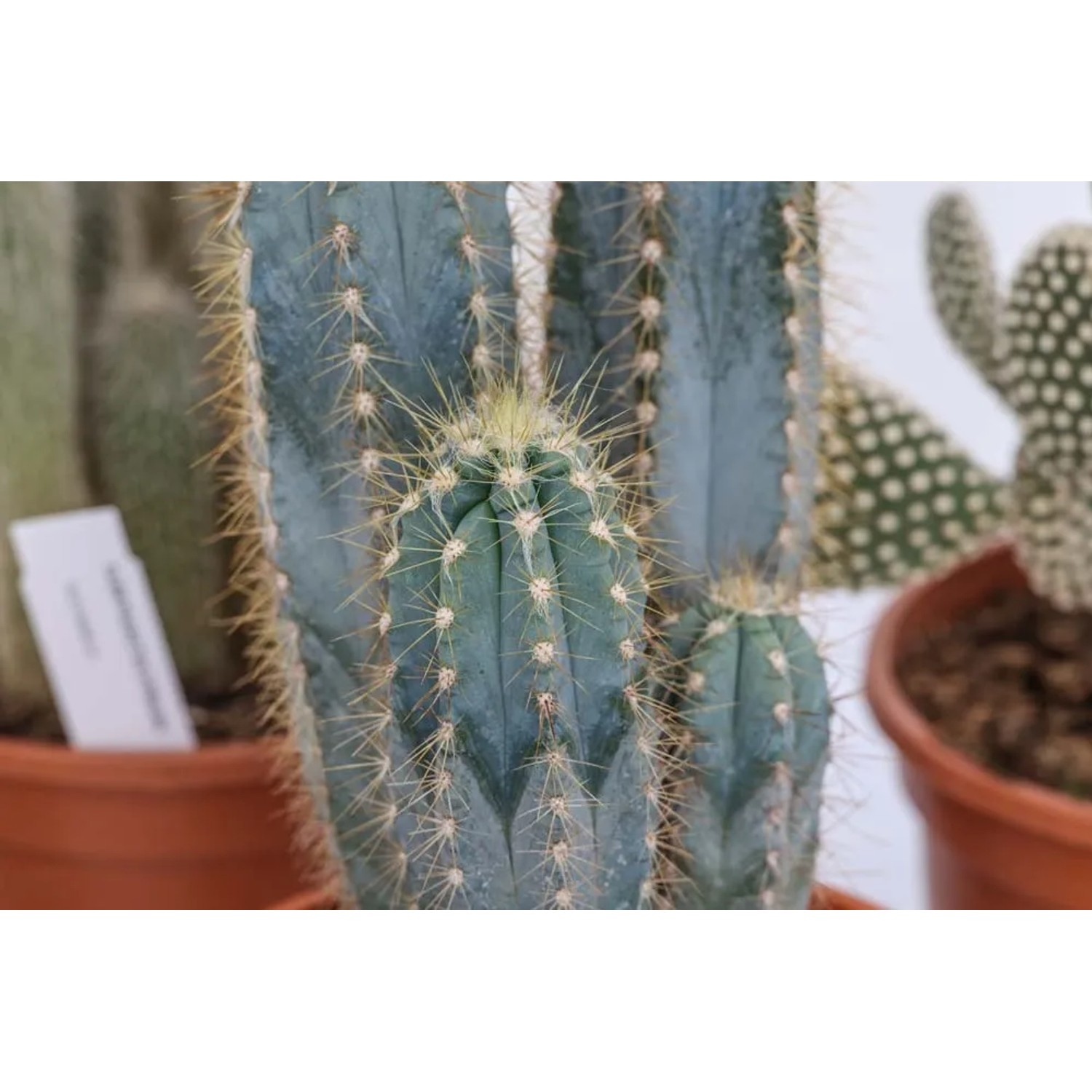Cactus, una pianta grassa spinosa, in vaso.