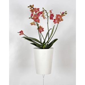 Vaso per orchidee sospeso a testa in giù con fiori rosa in vaso bianco (Ø 13cm).
