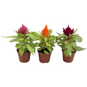 Celosia Plumosa mix di colori in vaso, vari colori. Pianta da interno e da esterno.