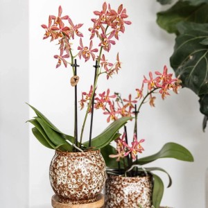 Orchidea Phalaenopsis 2 Rami Spider arancione vaso Ø9cm