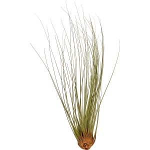 Tillandsia Juncea: Foglie verdi e sottili, ideale per decorazioni moderne. Bromeliacea facile da curare per interni.