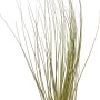 Tillandsia Juncea: Foglie verdi e sottili, ideale per decorazioni moderne. Bromeliacea facile da curare per interni.