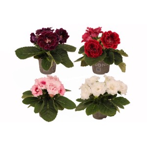 Piante fiorite t.b.t. in vari colori in vaso.