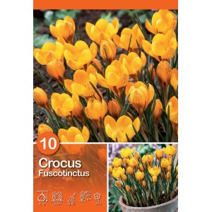 Fiori gialli di Crocus Fuscotinctus in aiuola e vaso, fioritura precoce.