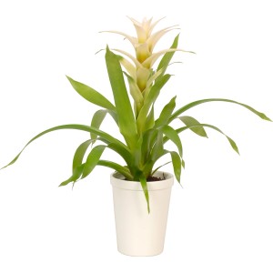 Mix di bromelie in vaso di ceramica bianca, ca. 13 cm Ø. Pianta d'appartamento decorativa.