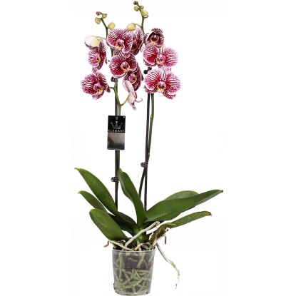 Orchidea Phalaenopsis 2 steli Black Stripe rosa e giallo vaso Ø 12 cm
