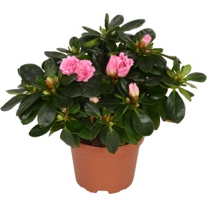 Azalea rosa (Rhododendron simsii) in vaso, pianta da interno con foglie verdi e fiori.
