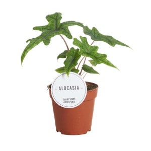 Alocasia, pianta da interno in vaso marrone. Pianta verde decorativa.