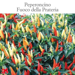Pianta di peperoncino colorata 'Fuoco della Prateria' con frutti rossi, gialli e arancioni.