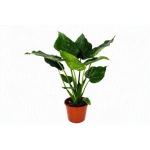 Schlumbergera Mix Vaso Ø 10,5 cm
