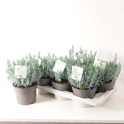 Andromeda Polifolia vaso 17 cm