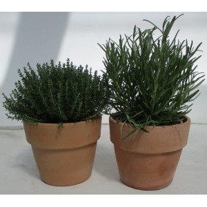 Due erbe aromatiche in vaso: timo e rosmarino in vasi di terracotta.