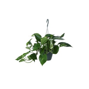 Efeutute Aureum in vaso sospeso con foglie variegate verde-giallo (ca. 15cm Ø).