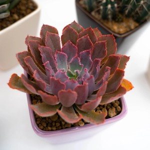 Succulenta t.b.t. a rosetta in vaso viola.