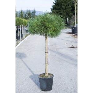 Pino nano (Pino) in vaso, aghi verdi, tronco visibile.