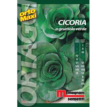 Semi orto maxi Cicoria a grumolo verde