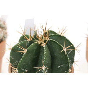 Cactus sferico con spine lunghe e appuntite. Pianta grassa da interno.