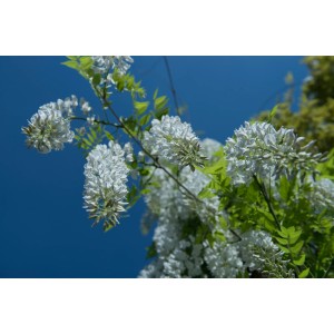 Glicine (t.b.t.) in fiore con fiori bianchi su sfondo di cielo blu.