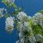 Glicine (t.b.t.) in fiore con fiori bianchi su sfondo di cielo blu.
