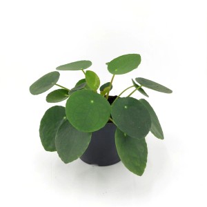 Pianta d'appartamento t.b.t. verde con foglie rotonde in vaso.