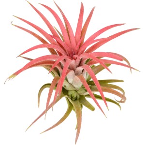 Tillandsia rossa (Tillandsia ionatha), una pianta di tendenza a bassa manutenzione per la tua casa.