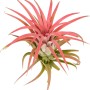 Tillandsia rossa (Tillandsia ionatha), una pianta di tendenza a bassa manutenzione per la tua casa.