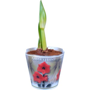 Amaryllis (Hippeastrum) arancione in vaso con due germogli. Pianta da bulbo per interni.