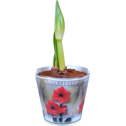 Stella del cavaliere 2 steli arancione vaso Ø 13 cm