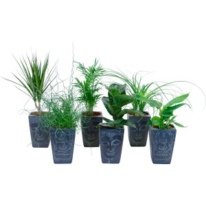 Mix di piante verdi in vaso Buddha (Ø 12cm): Diverse piante da interno in vaso decorativo grigio.