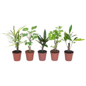 Diverse varietà di Croton Cane (Codiaeum variegatum) in vaso, pianta ornamentale da fogliame.