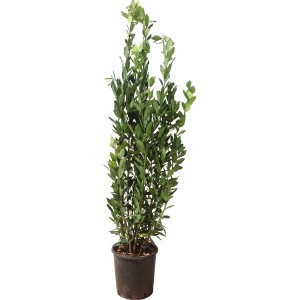 Pianta da siepe t.b.t. verde in vaso per giardino o terrazzo.