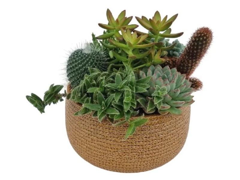 Mix Di 20 Piante Grasse Vere E Cactus – Vaso 5.5 Cm – Succulente Varie