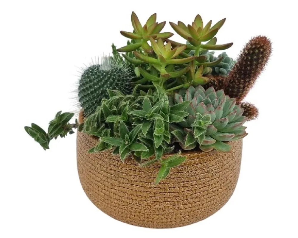 Composizione Piante Grasse Vaso Decor Grande Acquista Da Obi