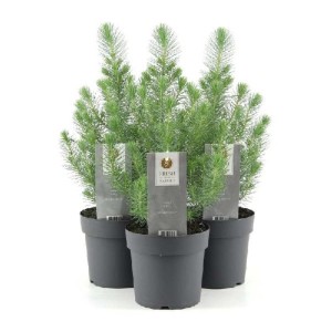 Tre conifere t.b.t. in vasi grigi. Conifere per giardino o balcone.